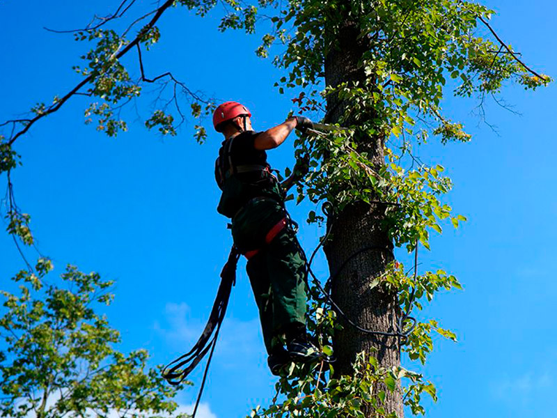 Кронирование деревьев в Бузулуке - Работа 2
