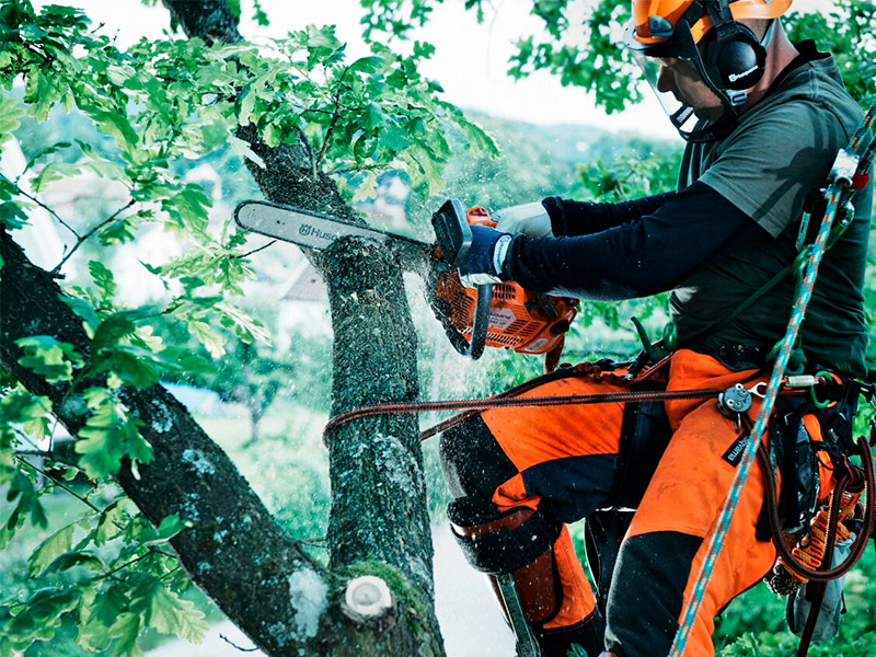 Кронирование деревьев в Бузулуке - Работа 3