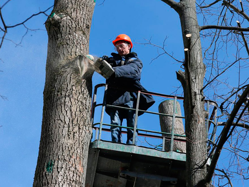 Кронирование деревьев в Бузулуке - Работа 5